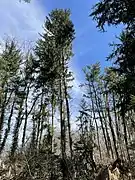 Evergreen Trees in Forwood Preserve