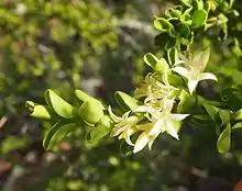 Everistia vacciniifolia