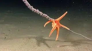 Evoplosoma watlingi feeding on a deep-sea coral colony
