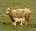 Sheep with painted number