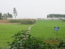 Jute field in the chars of Islampur upazila