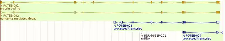 POTEB exons