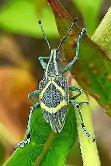 Dorsal view of ''Exophthalmus parentheticus'' in the field in Ecuador.