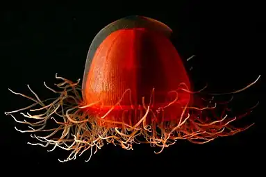Deep-red jellyfish, a hydrozoan found in the Arctic Ocean at depths below 1,000 m (3,300 ft).