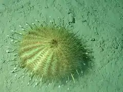 Tromikosoma sp. (3000 m deep, California)