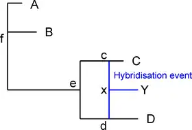 Example of a phylogenetic network