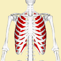 Position of the external intercostal muscles (shown in red). Animation.