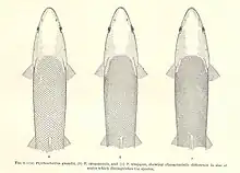 The image shows 3 species of fish. The third one towards the right is umpqua pikeminnow. The species are differentiated by the size of their scales.