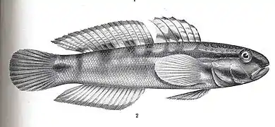 Amblygobius bynoeusis