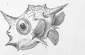 Boxfish larva