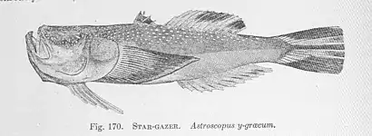 Southern stargazer(Astroscopus y-graecum)