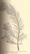 Cladocarpus sigma