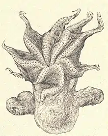 Drawing of an octopus.