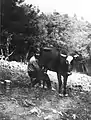 Fred J. Smith with calf at 'Derby Mine'