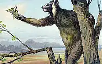 A large, hairy creature stands upright in a tree, holding the trunk for support while grabbing food with its right hand. It has big ears, long snout, and a human-like appearance.