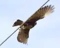 Adult (pale morph) takes flight, Tasmania