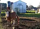 Horse by the agrifood production plant