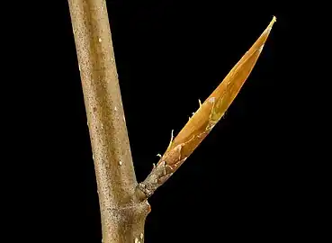 The long and thin winter bud