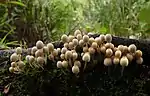 Trooping crumble cap mushrooms.