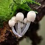 New born trooping crumble cap mushrooms.