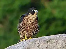 Halcón peregrino(Falco peregrinus)
