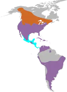 Widespread in North, Central and South America
