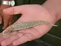 Tail of a  spiny-tailed lizard which fell prey to a laggar falcon