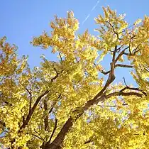 Fall foliage in Edgewood