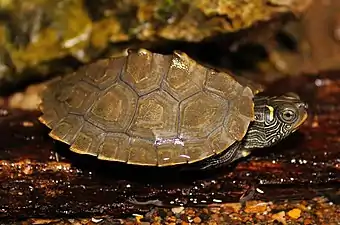 Northern false map turtle (Graptemys p. pseudogeographica), juvenile, St. Louis County, Missouri (27 June 2015)