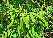 leaves