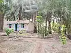 A date grove in a farm at Tayyibah.