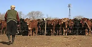 Farmer in green sweater walking towards paddock filled with cattle