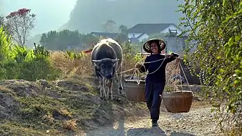 Farmer with a buffalo near Yangshou, 2007