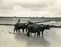  Two shirtless men standing partially concealed behind three buffaloes in a very large rice field. All are in ankle-deep water.