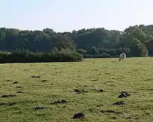 Debdale Meadow