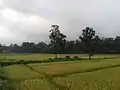 Farmlands of Hattisude, Budhabare-9, as seen at the crack of dawn. Locals believe Hattisude to be one of the most fertile places for the production of rice in Jhapa and even across the country.