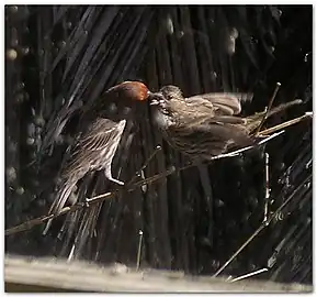Male house finch feeds a fledgeling, who cheeps loudly and flaps its wings.