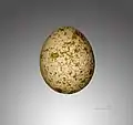 Egg of common kestrel