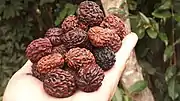 Handful of rudraksha stones