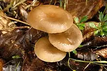 Three copper-colored mushrooms seen from above. They are all different size and form a tight clump, with their caps overlapping. Said caps are glistening with humidity, and have a depressed center and a lightly striated margin.