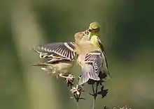 Three goldfinches feeding