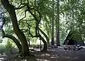 Dwarf beeches at the Feggendorf picnic site