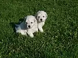 White Puli puppies