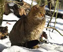 European wildcat sitting in the snow