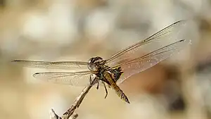 Female common glider has a brown abdomen with black markings near the tip