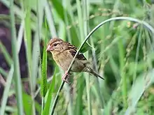 Female