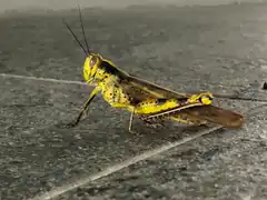 Adult female, Marina Bay, Singapore