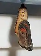 A female pupa viewed from the side, a few hours before hatching