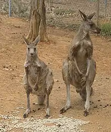 A female (left) and male