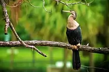 Female anhinga in Florida